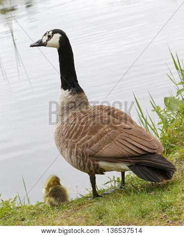 Canada goose protecting the baby goosling by the lake