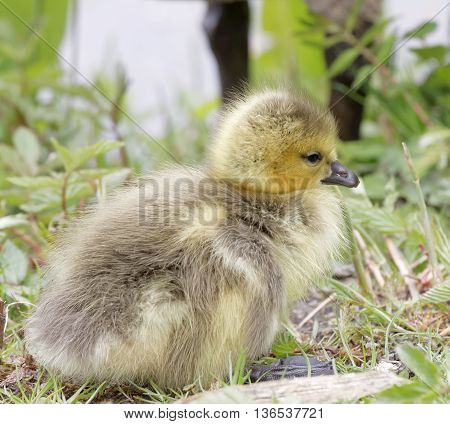 Cute canada goose baby and the mother behind