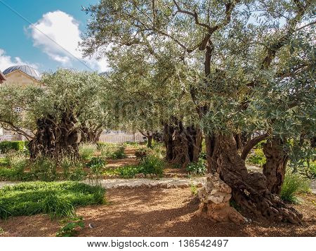 Old olive trees in the garden of Gethsemane on the Mount of Olives in Jerusalem, Israel