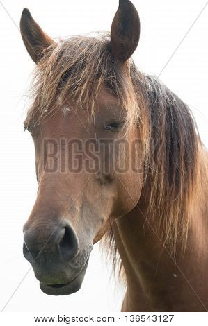 European wild horse in the open field