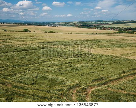 Damaged unripe crops in a wheat field
