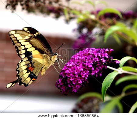 A Beautiful Swallowtail Butterfly standing on a flower