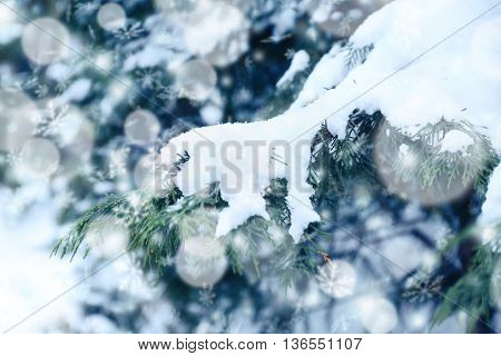 Fir tree covered with snow, closeup. Snow effect