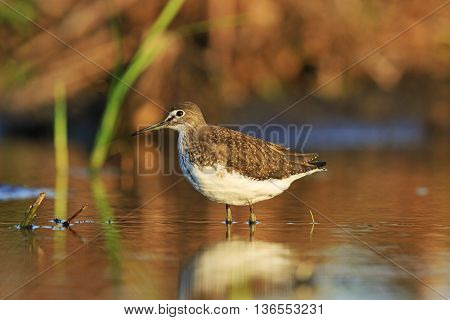 Green sandpiper in the morning sun, bird standing in water