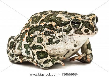 Toad green lat. Bufo viridis isolated on white background