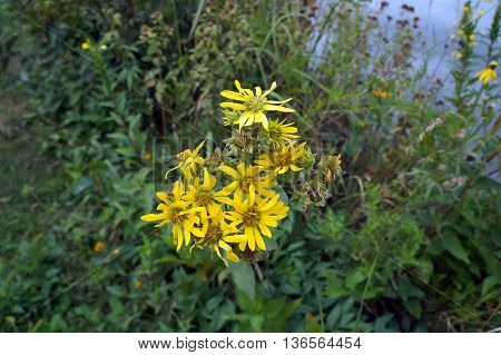 A prairie rosinweed (Silphium integrifolium), also known as the whole-leaf rosinweed and the entire-leaf rosinweed, blooms next to a small lake in Shorewood, Illinois during August.