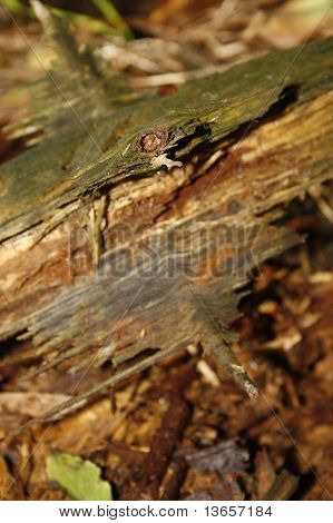 Holz im Wald verrotten