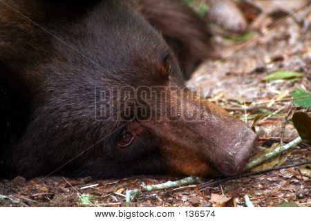 Urso-negro