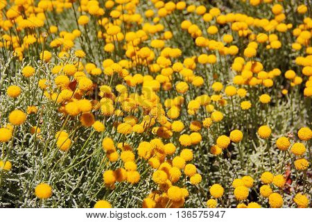 numerous yellow globular flowers, moss, green silver stems