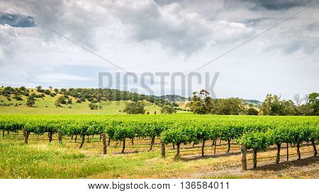 Grape vines in Barossa Barossa wine region South Australia.