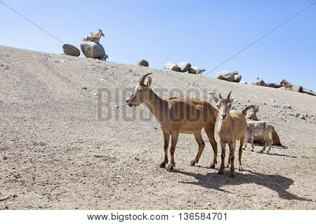 West Caucasian Turs. Mountain Goat With Kids