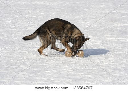 German sheepdog running on the  white snow