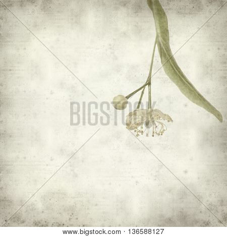 textured old paper background with medicinal herb lime blossom