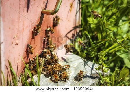 Hives In An Apiary With Bees Flying To The Landing Boards In A Green Garden