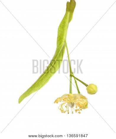Lime Blossom Isolated