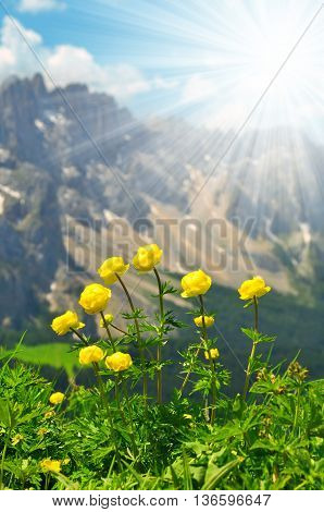 Globeflower blooms on meadow, in the background mountain Latemar - Dolomites, Italy Alps