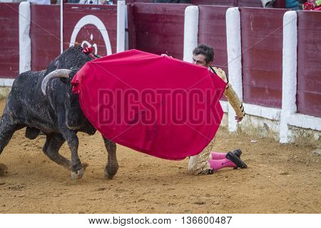 Ubeda Spain - October 4 2010: The Spanish Bullfighter El Fandi bullfighting with the crutch in the Bullring of Ubeda Spain