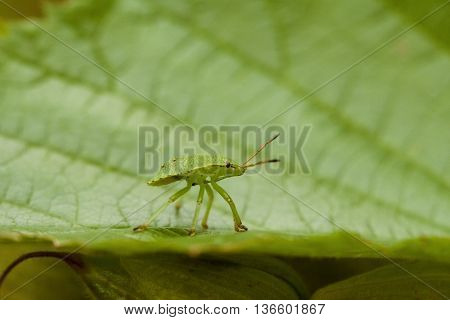 Beautiful homoptera on leaf. Macro photography of insect.