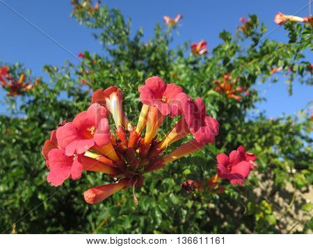 Red Trumpet Creeper