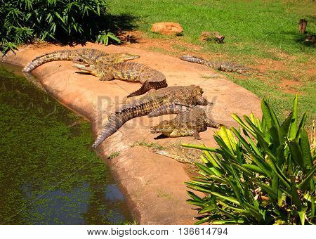Nile crocodiles hierd lying in the grass. Wild animals. Kwazulu-Natal South Africa.