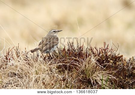 Anthus spinoletta - water pipit in Rodnei mountains