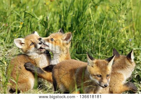 cute european red fox cub playing near the burrow image of wild animals ( Vulpes vulpes )