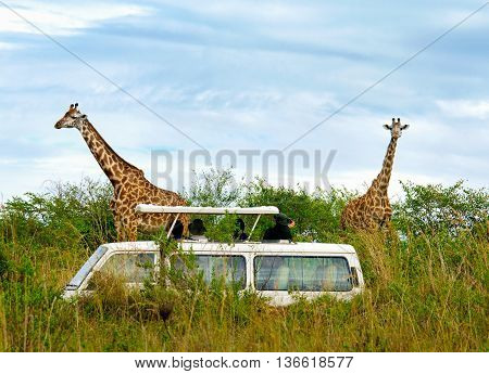 Tourists On Safari Take Pictures Of Giraffes