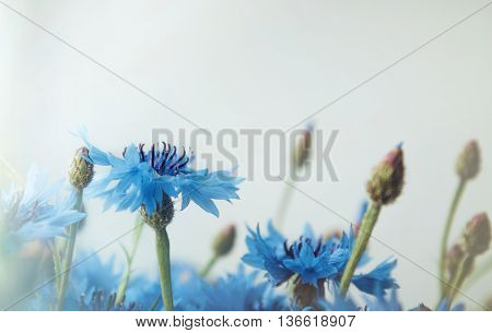 Beautiful landscape with blue cornflower flowers on a white background summer field. Blossom floral abstract with bokeh and copy space. Rustic style. Macro image. Place for text. Selective focus.