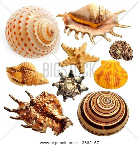 Shell
