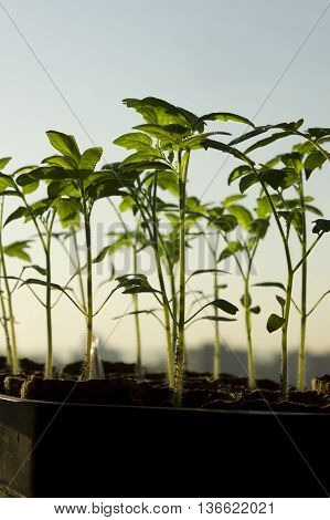 Planting young tomato seedlings in peat pots