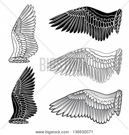 Pigeon wings and dove linear silhouette isolated on white background vector illustration