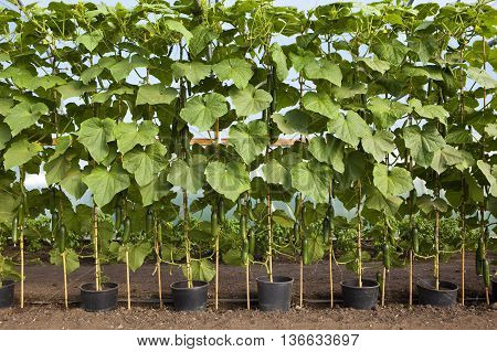 a row of pots of organic cucumbers growing up canes in a poly tunnel in summer