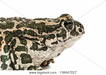 Toad green lat. Bufo viridis isolated on white background