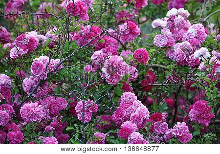 Beautiful colorful rose flowers blooming in summer