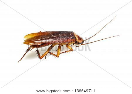 Isolated Dead Cockroach On White