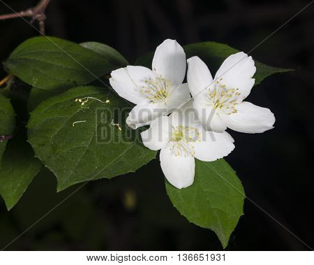 White flowers on mock-orange shrub with bokeh background macro selective focus shallow DOF