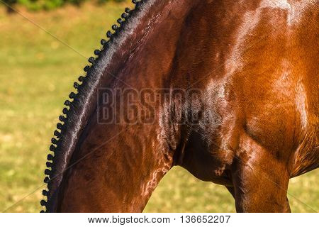 Horse neck mange  show jumping animal closeup grooming.