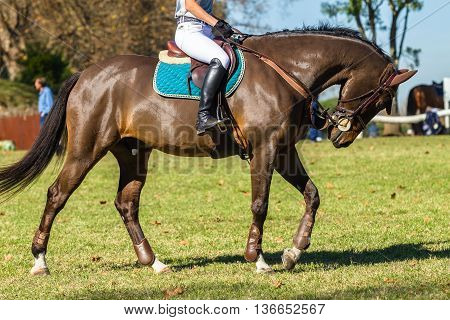 Rider unidentified brown horse  warmup equestrian event