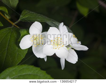 White flowers on mock-orange shrub with bokeh background macro selective focus shallow DOF