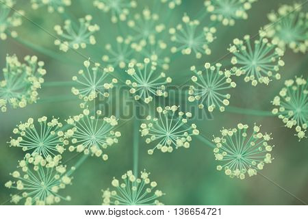 Fennel Foeniculum vulgare . Best for medium scale or smaller.