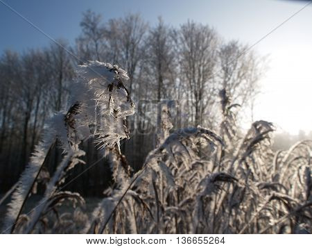 winter at the Castle of raesfeld in germany
