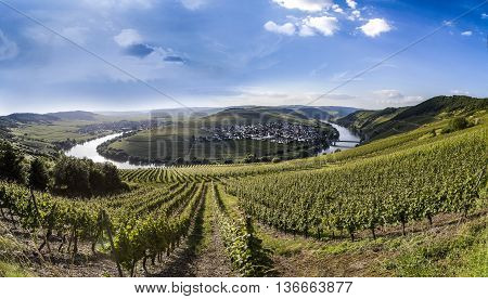 Famous Moselle Sinuosity In Trittenheim