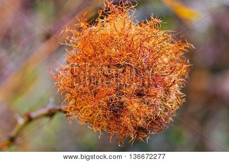 Fruit Of The Beech