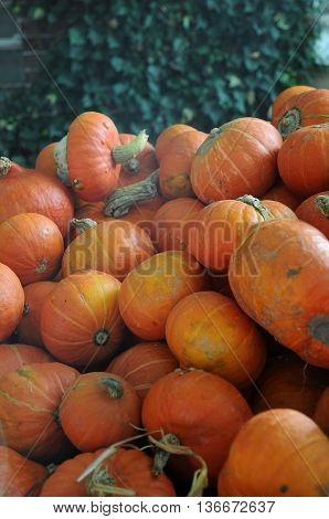 many pumpkins in Germany a thanksgivin day