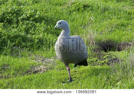 Cape Barren Goose (Cereopsis novaehollandiae) on one leg