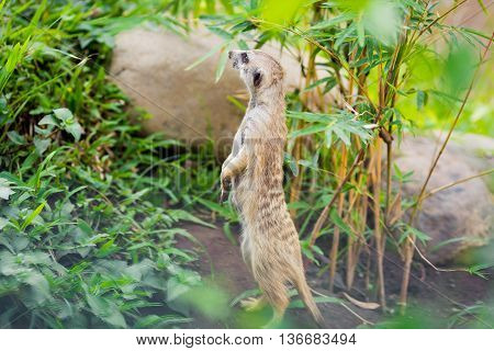 Alert meerkat (Suricata suricatta) standing on guard