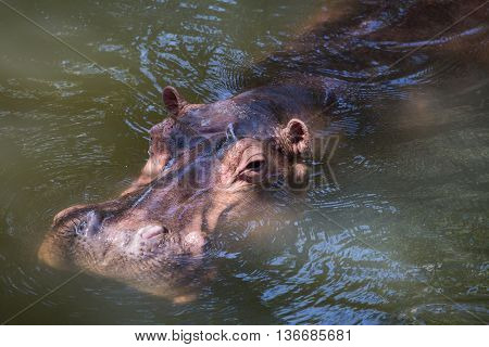 Close up hippopotamus or hippo mostly herbivorous mammal in water