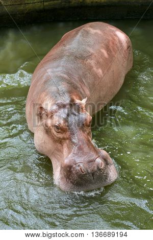 hippopotamus to soaking water the wildlife animal in Africa.