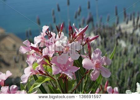 Colorful Flowers