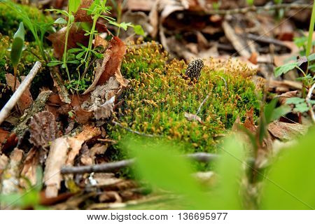 moral mushroom moss woods leaves spring fungus
